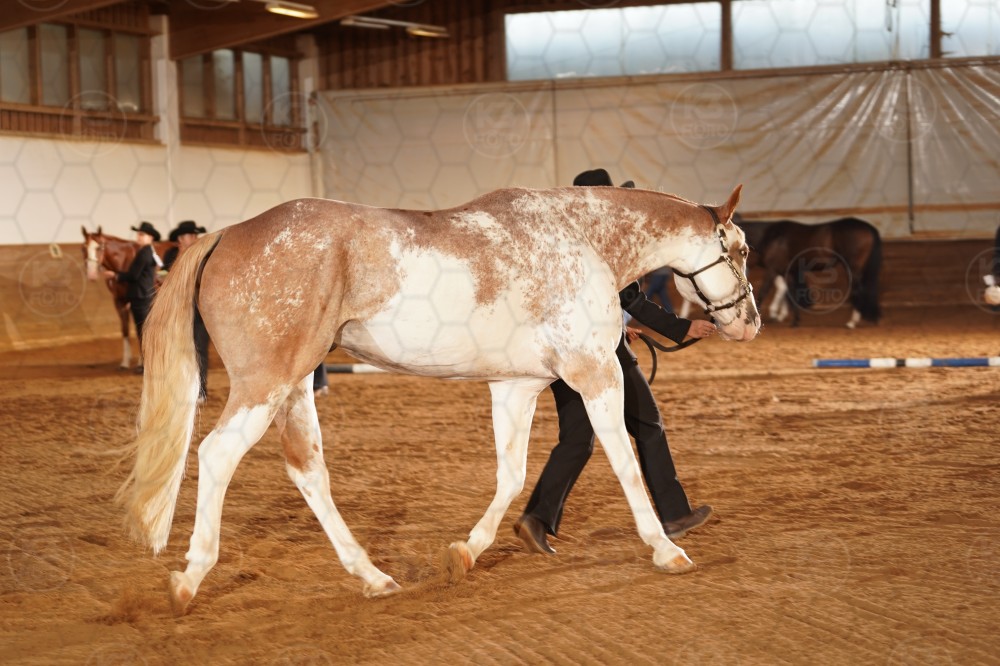 s_A_907106.JPG